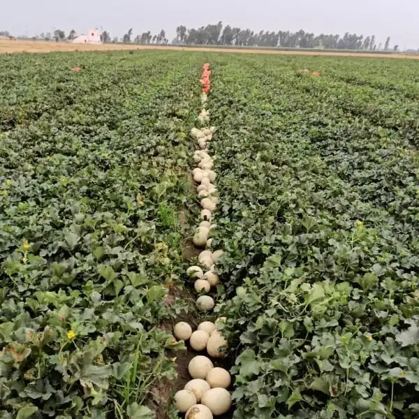 Sagar Dhruvi Muskmelon Seeds - (Kharbuja Seeds) High Yield, Orange Flesh, Fusarium Wilt Tolerant