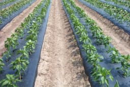 Global Polyplast Mulch Film, Mulching Sheet (1 Meter width x 400 Meters length) 5