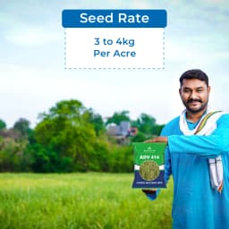 UPL Advanta ADV414 Hybrid Mustard Seeds , Indian Sarson Seeds, High Yield Potential 5