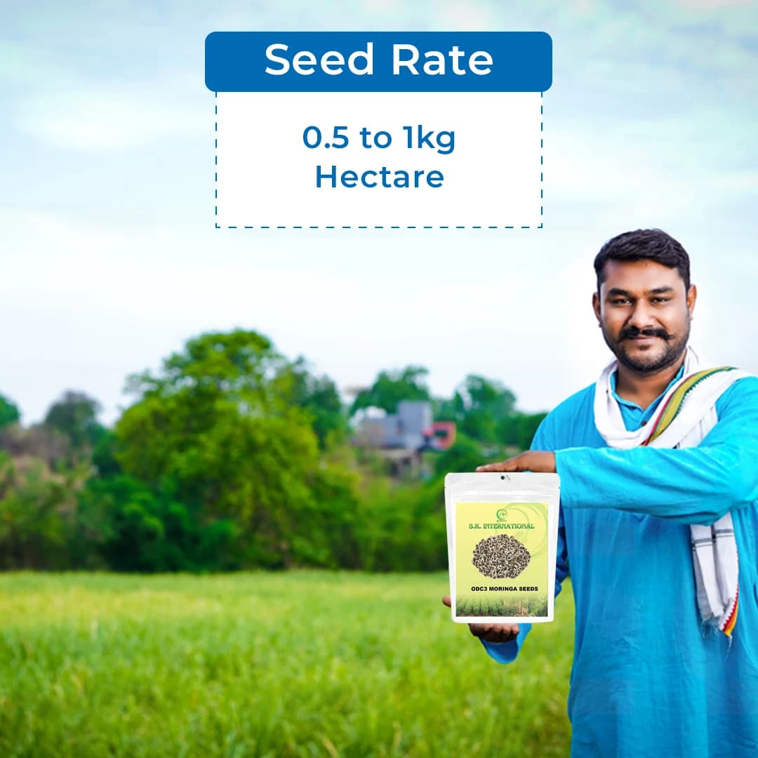 SK ORGANIC ODC3 Moringa Seeds, High Yielding Moringa Variety Seeds 100% Authentic - Image 5
