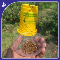 Sagar Fruit Fly Trap Glass, Bactocera Cucurbitae Lure, Effective Melon & Fruit Fly Control 4