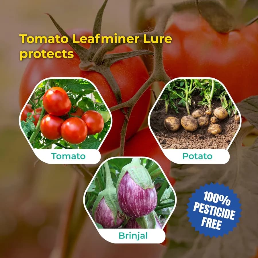 SK Agrotech Tuta Absoluta Tomato Leafminer Pheromone Trap With Lure - Effective Pest Control For Tomatoes - Image 9