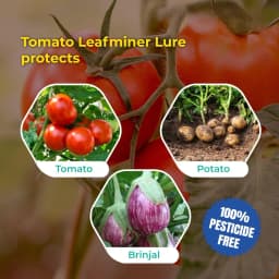 SK Agrotech Tuta Absoluta Tomato Leafminer Pheromone Trap With Lure - Effective Pest Control For Tomatoes 9
