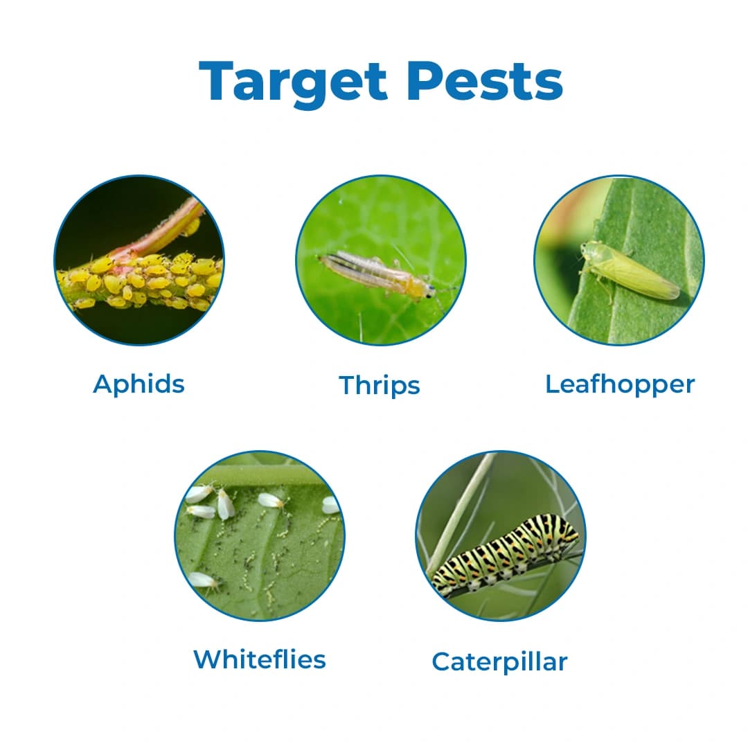 EBS Ethon Cyper Ethion 40% + Cypermethrin 5% EC, Is Highly Effective Against All Types Of Bollworms Complex On Cotton. - Image 3