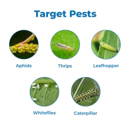 EBS Ethon Cyper Ethion 40% + Cypermethrin 5% EC, Is Highly Effective Against All Types Of Bollworms Complex On Cotton. 3