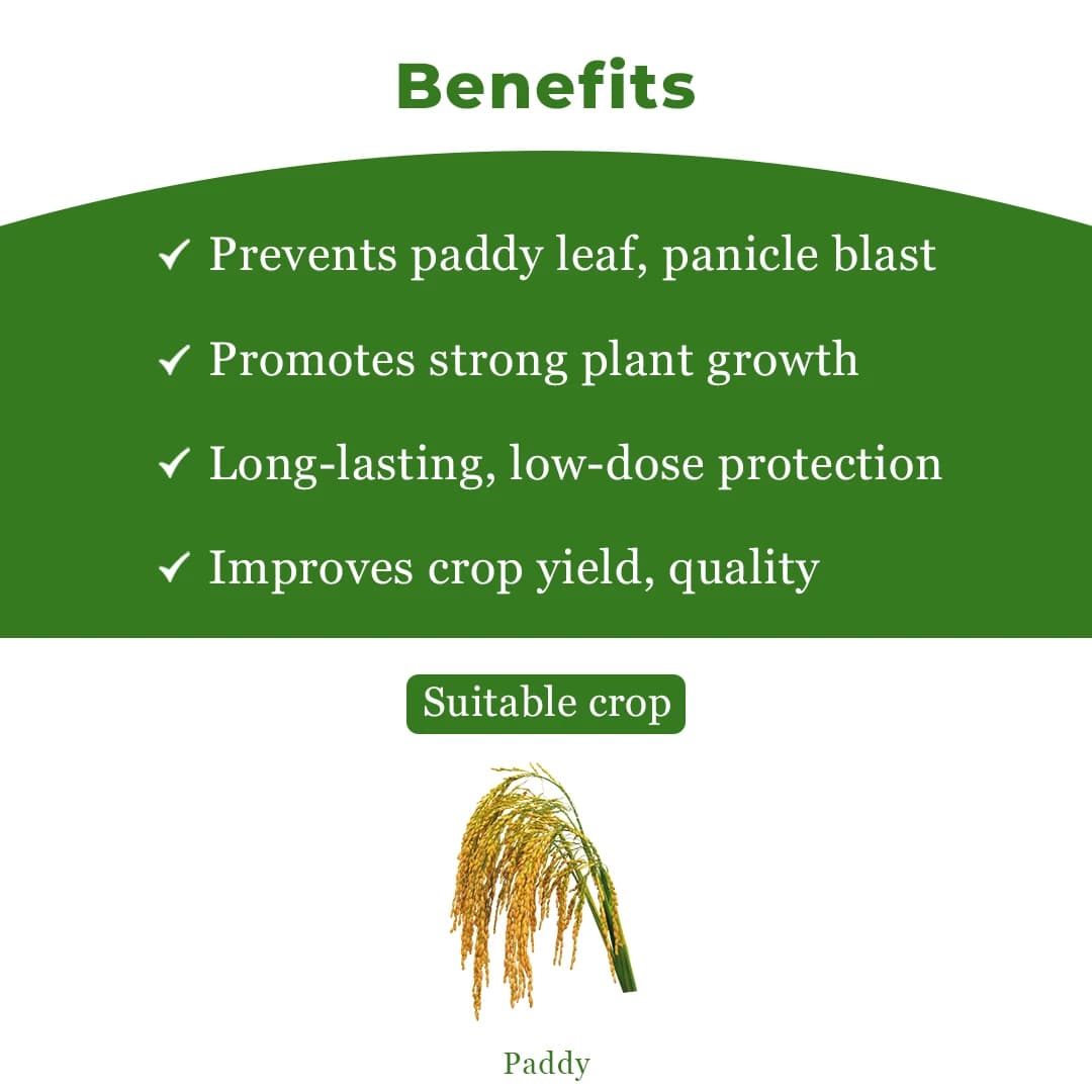 EBS Bhoogol Tricyclazole 75% WP Fungicide, Controls Rice Blast Disease And Inhibits Fungal Growth By Disrupting Melanin Production - Image 4