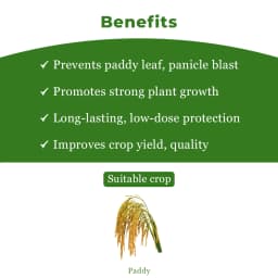 EBS Bhoogol Tricyclazole 75% WP Fungicide, Controls Rice Blast Disease And Inhibits Fungal Growth By Disrupting Melanin Production 4