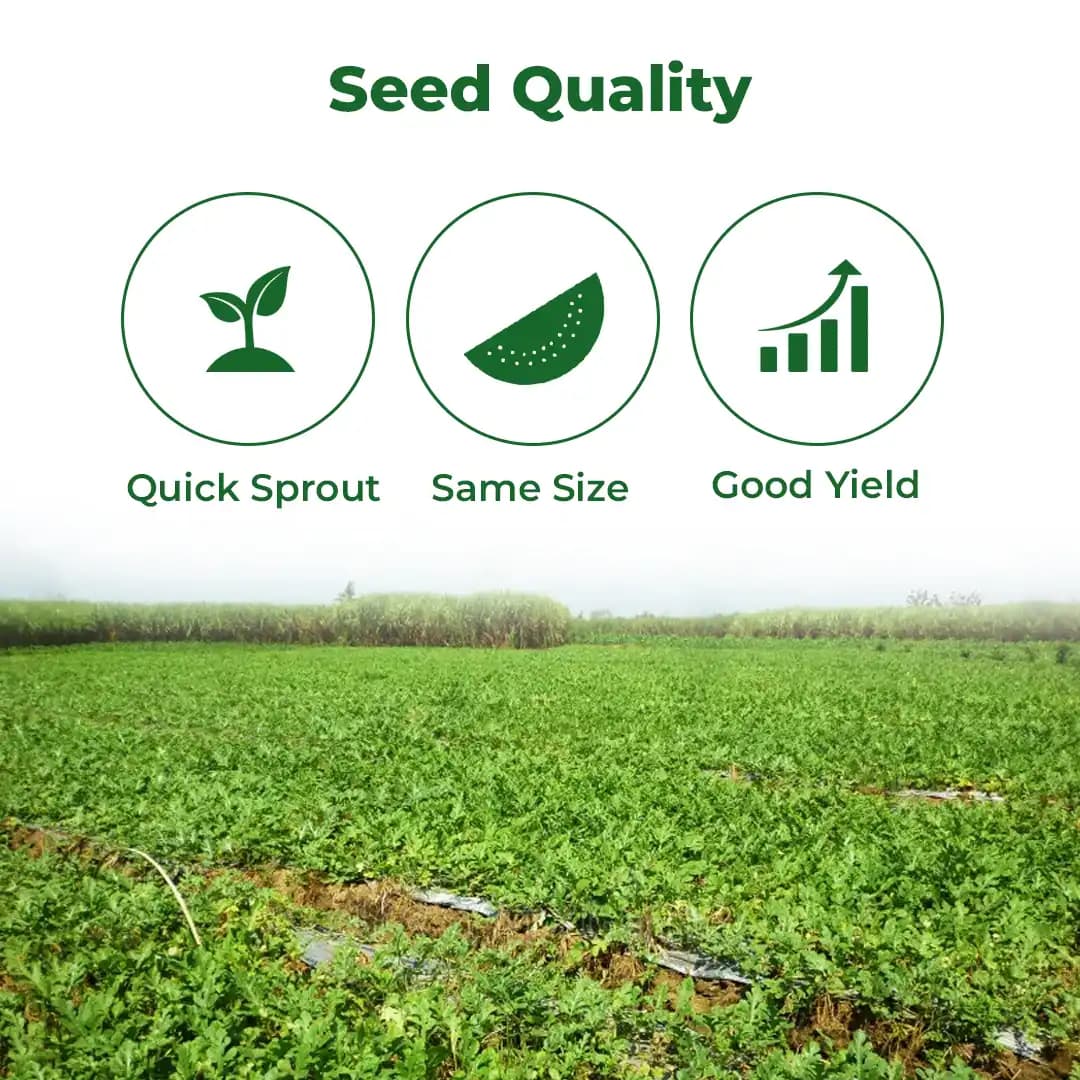 Sagar Singham Watermelon (Tarbuj) Seeds - Image 3