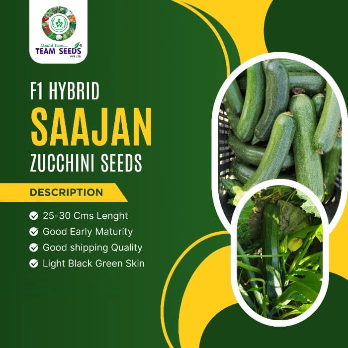 Team Seeds SAAJAN Zucchini Seeds, High Yield Early Maturity Vegetable Variety - Image 2