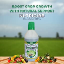 BACF Nutrigibb Gibberellic Acid 0.001% L, Plant Growth Regulator, For Better Yield 2
