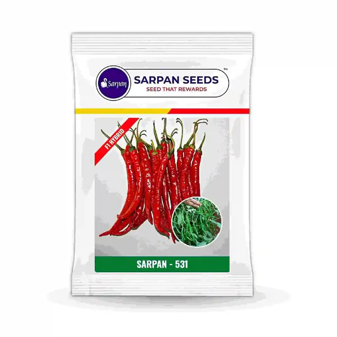 Sarpan - 531 F1 Hybrid Chilli Seeds, Dark Green Glossy Fruits, Dual purpose chilli (Fresh Green & Dry red) - Image 2