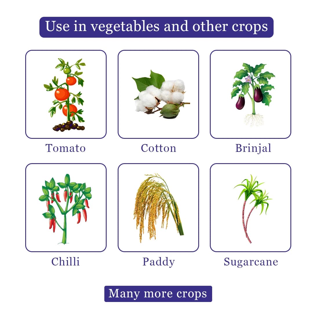 Exylon Exymida Insecticide - Image 4