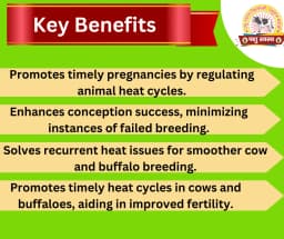 PASHU SVASTH HIT REPEATER POWDER, Natural Herbs Formula For Improved Fertility And Preventing Repeat Breeding In Cows And Buffaloes 2