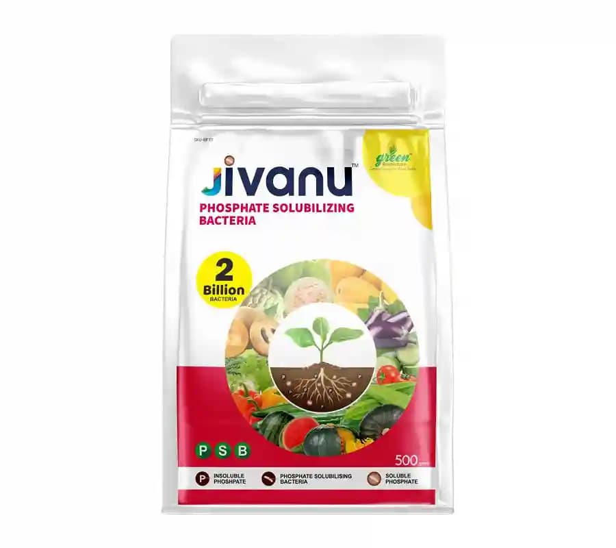 Jivanu Phosphate Solubilizing Bacteria Bio Fertilizers, Increase Stem Strength - Image 6