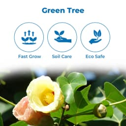 थेसेप्सिया पॉपुल्नेआ (पोवरासन पेड़) वृक्ष के बीज, सेब के आकार का फल, थेसेप्सिया के पेड़ से फल। 3