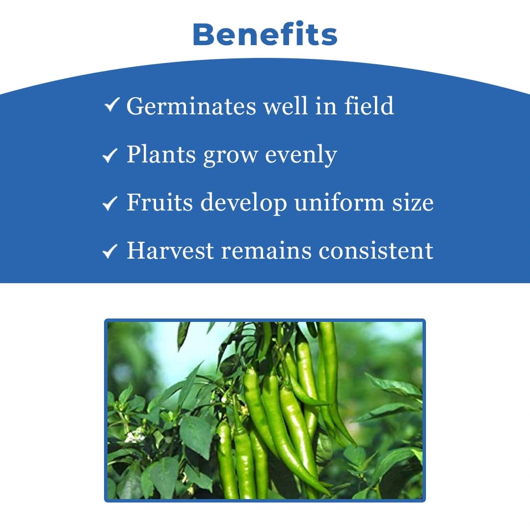 Sagar Reva Chilli Seeds - (Mirchi Seeds) High Pungency, Dual Purpose, Early Maturity - Image 4