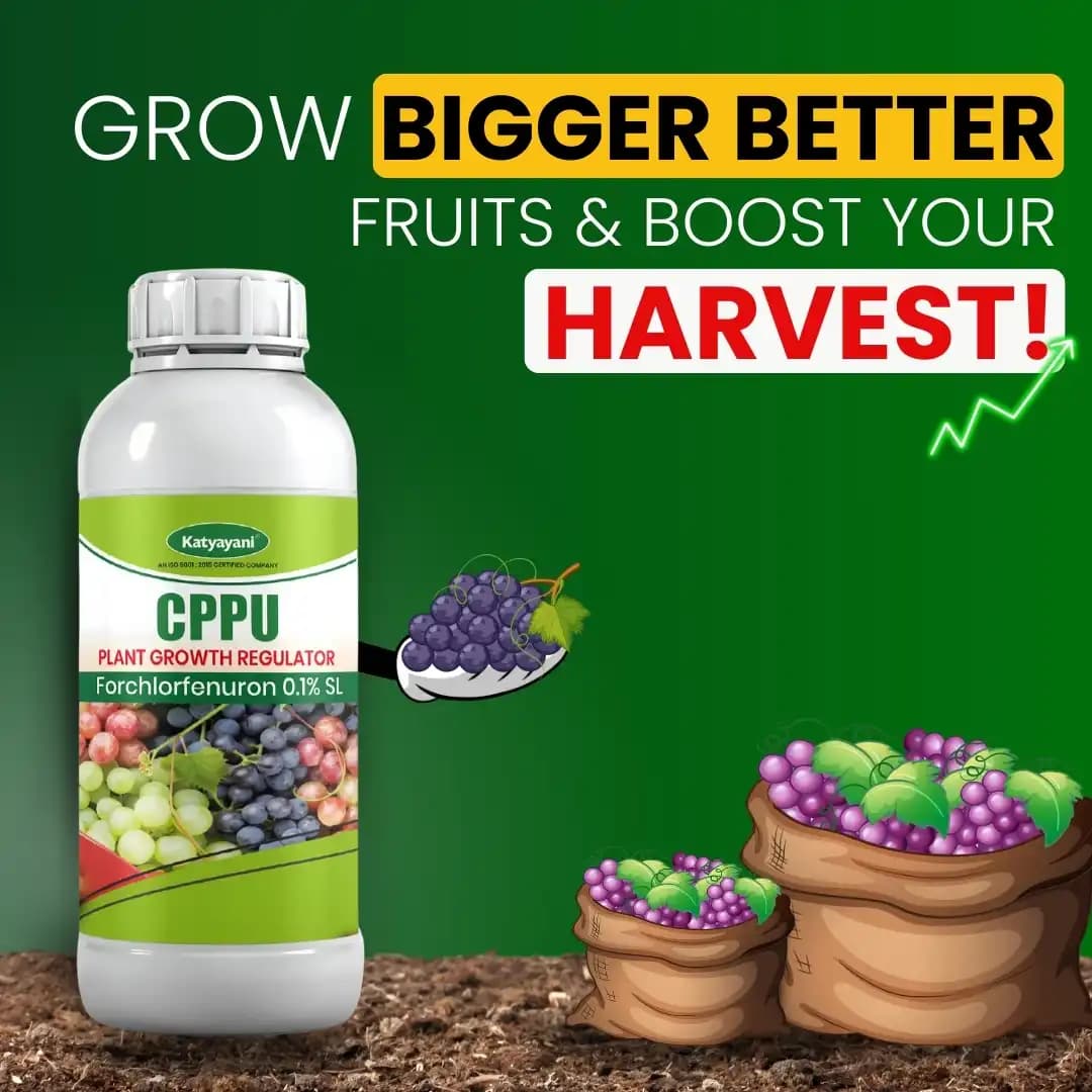 Katyayani CPPU Forchlorfenuron 0.01% L Plant Growth Regulator For Enhancing Fruit Size Quality and Yield in Various Crops - Image 3