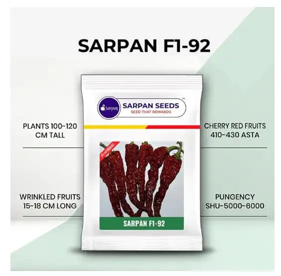 Sarpan F1- 92 Dabbi Byadgi Chilli seeds, Mirchi Ke Seeds, Marcha Na Bee, Mirchi ke Beej - Image 6