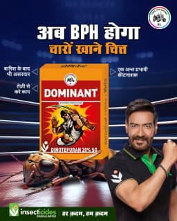 IIL Dominant (Dinotefuran 20% SG) Systemic Insecticide Use for Cotton and Paddy 6