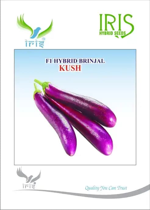 Iris Kush Brinjal Seeds - (Eggplant Seeds) Suitable for Semi Erect Plant - Image 1
