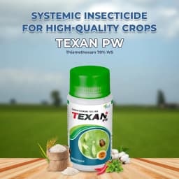 Texan PW - Thiamethoxam 70% WS Systemic Insecticide, To Control Aphids, Jassids, Thrips, and Whiteflies 2