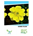 Iris Hybrid Cosmos Yellow Flower Seeds , Perfect For Gardening, Annual Flower.