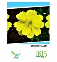 Iris Hybrid Cosmos Yellow Flower Seeds , Perfect For Gardening, Annual Flower.