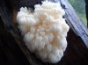 Lions Mane Mushroom Spawn Seed. White, globe-shaped fungi that have long, shaggy spines.