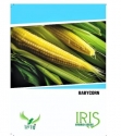 Iris Hybrid Vegetable Seeds Baby Corn, Excellent Germination And For All Seasons (15 Seeds)