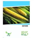 Baby Corn Seeds of Iris Hybrid Pvt. of Iris Hybrid Pvt.