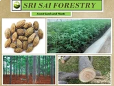 Melia Dubia Seeds of Sri Sai Forestry of Sri Sai Forestry