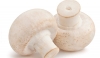 Shroomness White Button Mushroom Culture In Test-Tube, 100 % Clean, Ideal For Spawn Production.