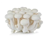 Milky Mushroom (Commercial Grade) Saw Dust Spawn Seed (800 Gm X 2 Pack) 1600 Gm