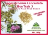 Largerstroemia Lanceolata (Ben Teak) Tree Seeds. A species of tree in the family Lythraceae.                                