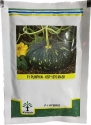 Kalash Pumpkin KSP 1570 Mask Hybrid Seeds, Attractive Shiny Fruits, Flat Round Shape