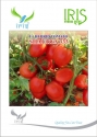 Iris Vegetable Seeds F1 Hybrid Tomato Shaurya-333 Suitable for Semi Determinate plant
