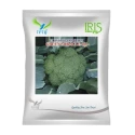 Iris Green Miracle-111 F1 Hybrid Broccoli Seeds, High Yield, Bluish Green Beads And Disease Tolerant