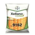 Bayer F1 Hybrid Xellano Corn Dkc 9162 Maize Seeds, Round the Year Showing Variety