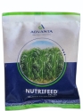 Advanta Nutrifeed Pac 981 Multicut Forage Millet Seeds, High Yield And High Quality Fodder