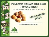 Natural Seeds of Pioneer Agro Industry of Pioneer Agro Industry