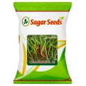 Sagar Chandrika-30 F1 Hybrid Chilli Seeds, Dark Green Color Fruit with Spicy Taste