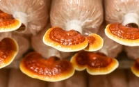 Mushroom Spawn of Thanvi Biotechnology of Thanvi Biotechnology