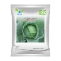 Iris Diana 65 F1 Hybrid Cabbage Seeds, High Yield, Black Rot Tolerant, Excellent Uniformity