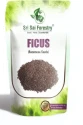 SRI SAI FORESTRY - Gular - Cluster Fig - Ficus Racemosa - Natural Tasty Athi Fruit Tree seeds 