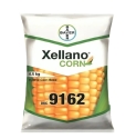 Bayer F1 Hybrid Xellano Corn Dkc 9162 Maize Seeds, Round the Year Showing Variety