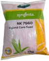 Sygenta F1 Hybrid NK 7660 Corn Seeds, High Shelling Recovery With A High Test Weight