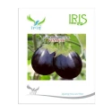 Iris Vinayak F1 Hybrid Brinjal Seeds, Uniform Shape, Round To Oval, Big Purple Fruits And Wilt Tolerant