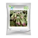 Iris IHS-11 F1 Hybrid Brinjal Seeds, Purple-Green Fruits And Bushy Plants Variety