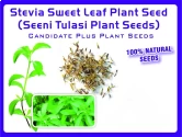 Tulsi Seeds of Pioneer Agro Industry of Pioneer Agro Industry