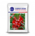 Sarpan Balsam-4, Dark Red And White Spray Type, Good for Bedding and Potting
